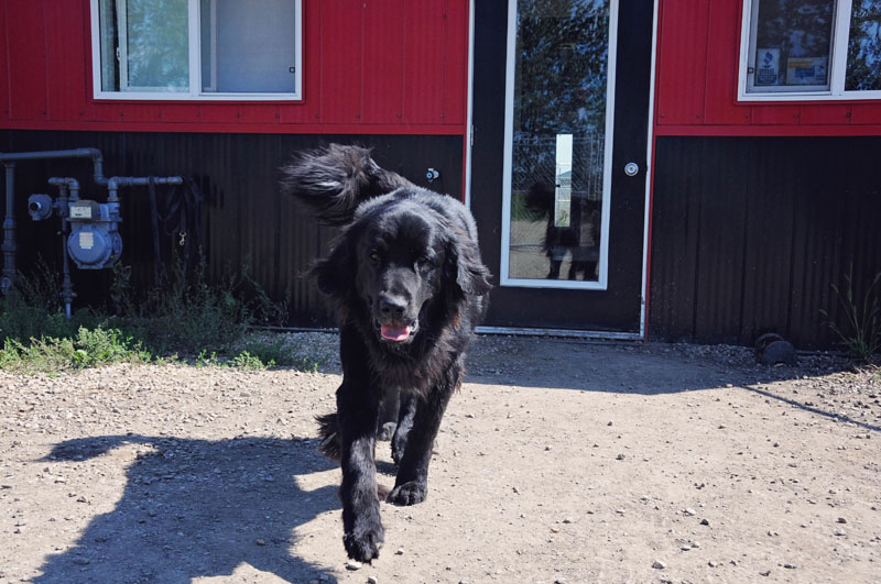Newfoundland dog wagging tail outside 780 Kennels. Newfoundland dog wagging tail outside 780 Kennels.