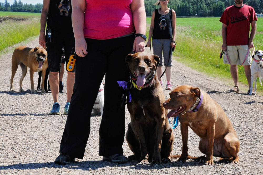 Obedience classes with a Pitbull & Chocolate Lab leading a group sit. Obedience classes with a Pitbull & Chocolate Lab leading a group sit.