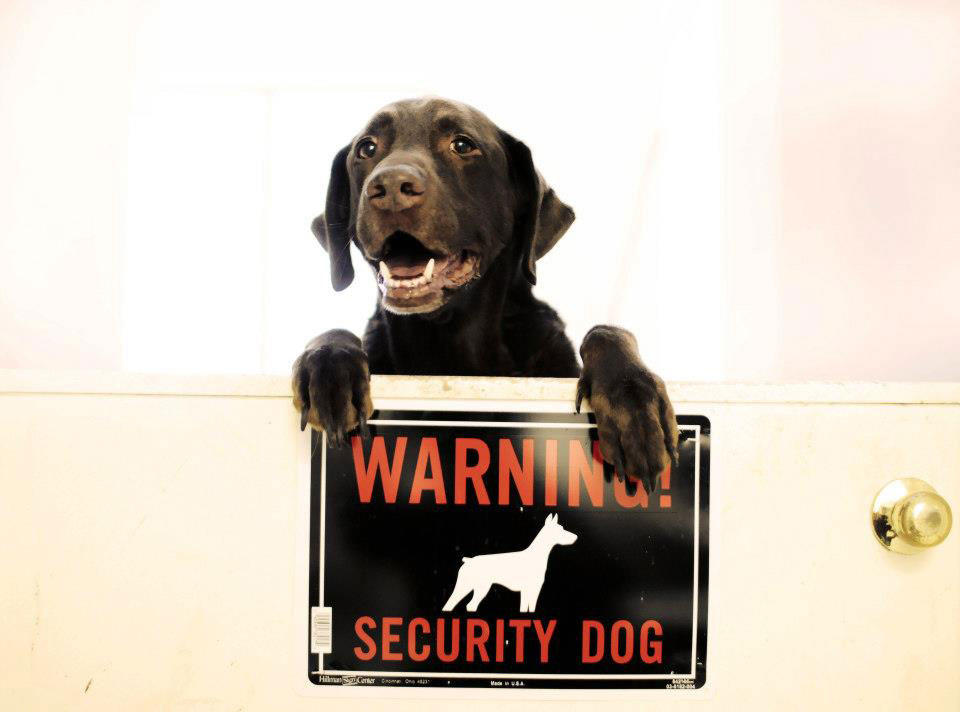 Personal protection k9 guard, Kelso, policing his security dog sign. Personal protection k9 guard, Kelso, policing his security dog sign.