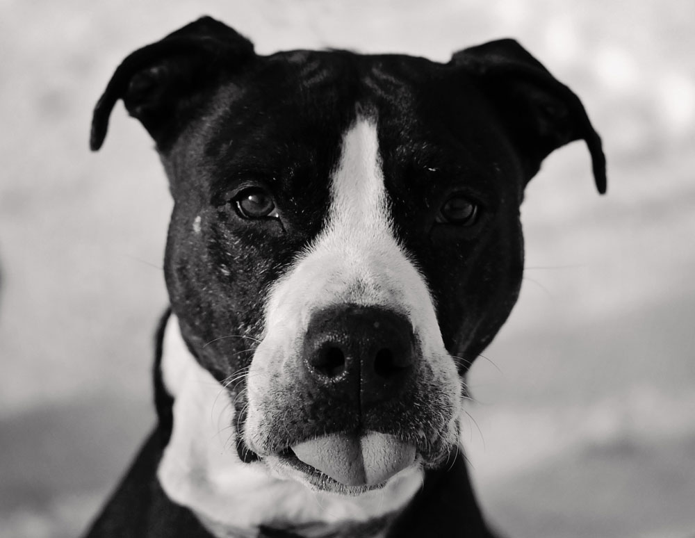 Pit Bull rescue; Keera. Pit Bull rescue; Keera.