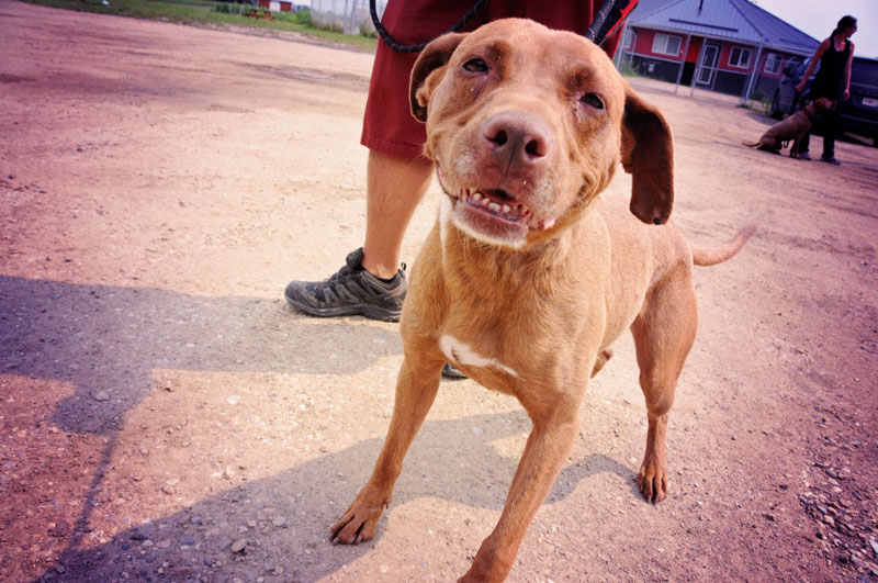 Pit Bull rescue going for a walk. Pit Bull rescue going for a walk.