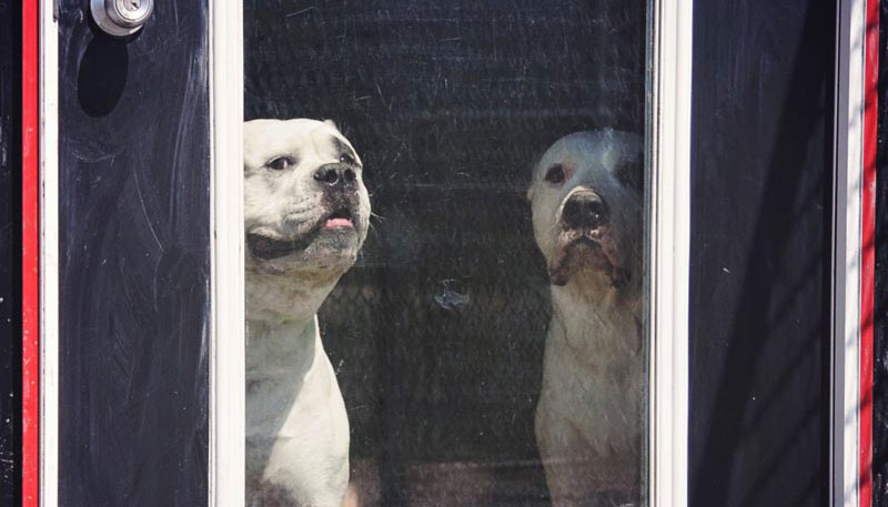 Pit bulls & other bully-types welcome at 780's dog motel. Pit bulls & other bully-types welcome at 780's dog motel.