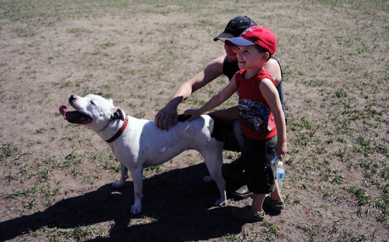 Pitbull adoption rehoming to a new family. Pitbull adoption rehoming to a new family.