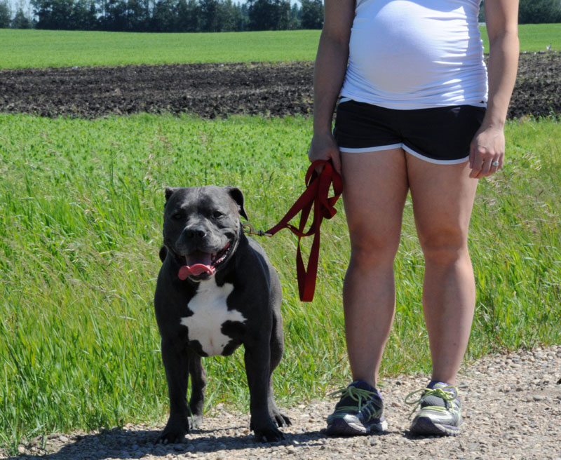 Pitbull leash training. Pitbull leash training.