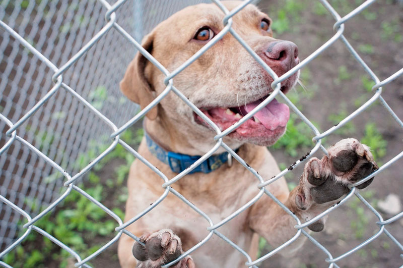 Pitbull mix shaking the paw command. Pitbull mix shaking the paw command.