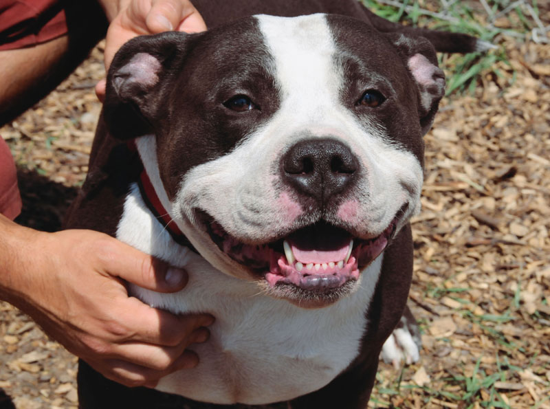Pitbull puppy. Pitbull puppy.