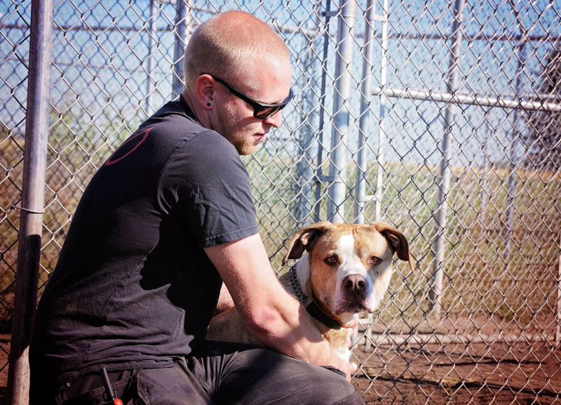 Pit Bull training with his handler. Pit Bull training with his handler.