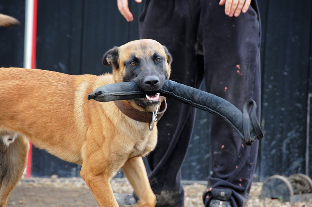 Private dog trainer with high drive Belgian Malinois and bite tug. Private dog trainer with high drive Belgian Malinois and bite tug.