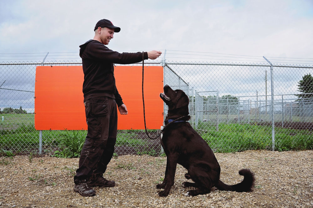 Dog behaviour rehabilitation with a giant mutt. Dog behaviour rehabilitation with a giant mutt.
