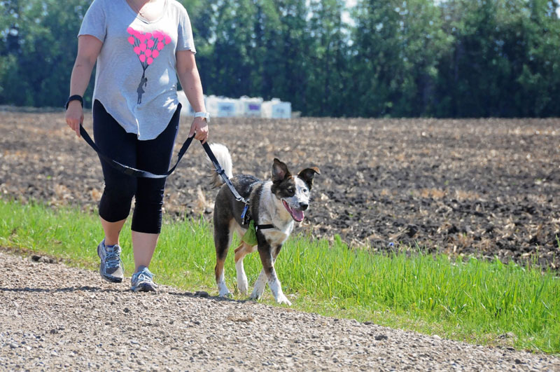 Reactive dog training for loose leash walking with owner leading. Reactive dog training for loose leash walking with owner leading.