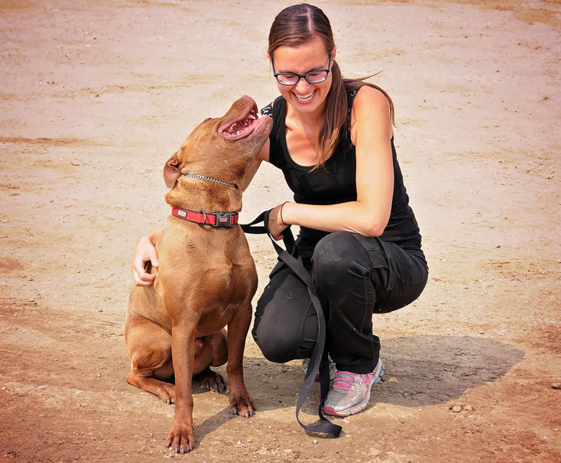 Rescue dog rehabilitation with trainer. Rescue dog rehabilitation with trainer.