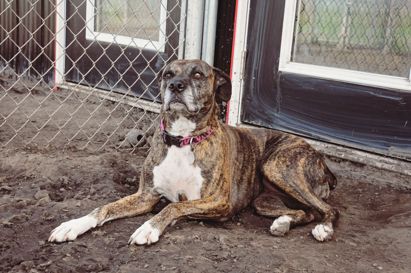 Rescue dog resting outside exercise runs at 780 Kennels. Rescue dog resting outside exercise runs at 780 Kennels.