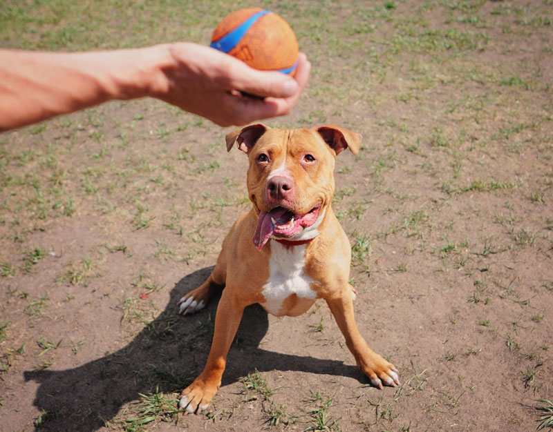 Rescue dog sitting for her ball reward. Rescue dog sitting for her ball reward.