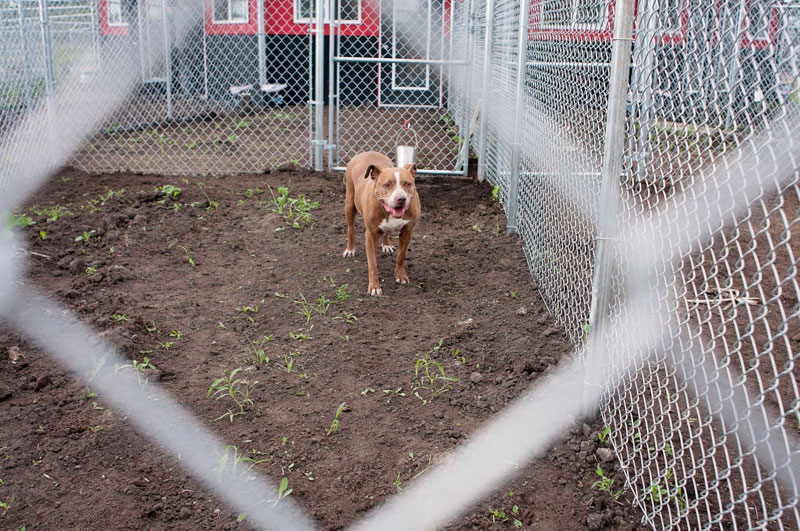 Rescue dog working through separation anxiety. Rescue dog working through separation anxiety.