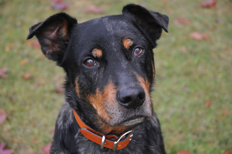 Rescue mix with his best sit. Rescue mix with his best sit.