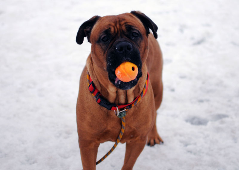 Resource guarding with a Mastiff. Resource guarding with a Mastiff.