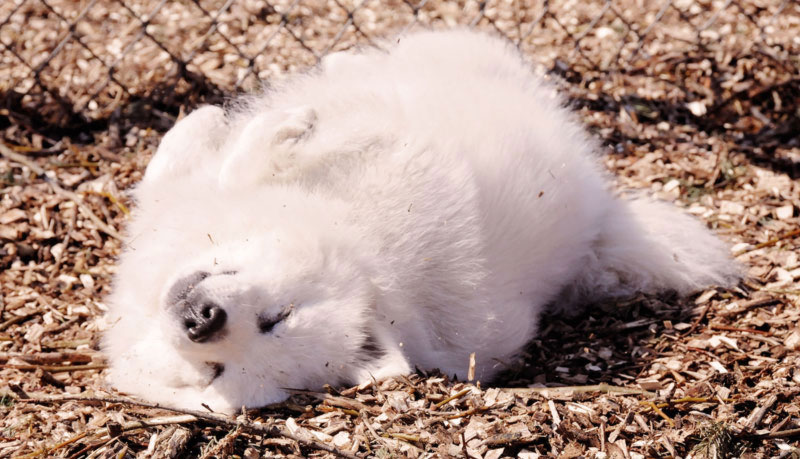 Rollover command. Rollover command.