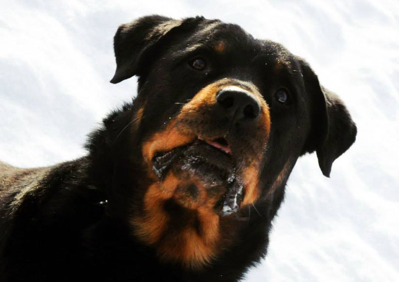 Rottweiler training in Edmonton. Rottweiler training in Edmonton.