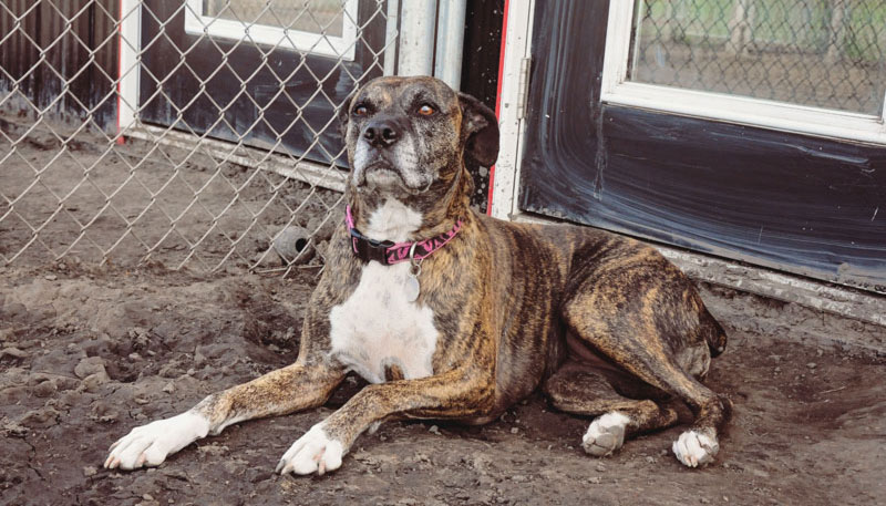 'Roxy' resting outside her private entranceway to her exercise run. 'Roxy' resting outside her private entranceway to her exercise run.