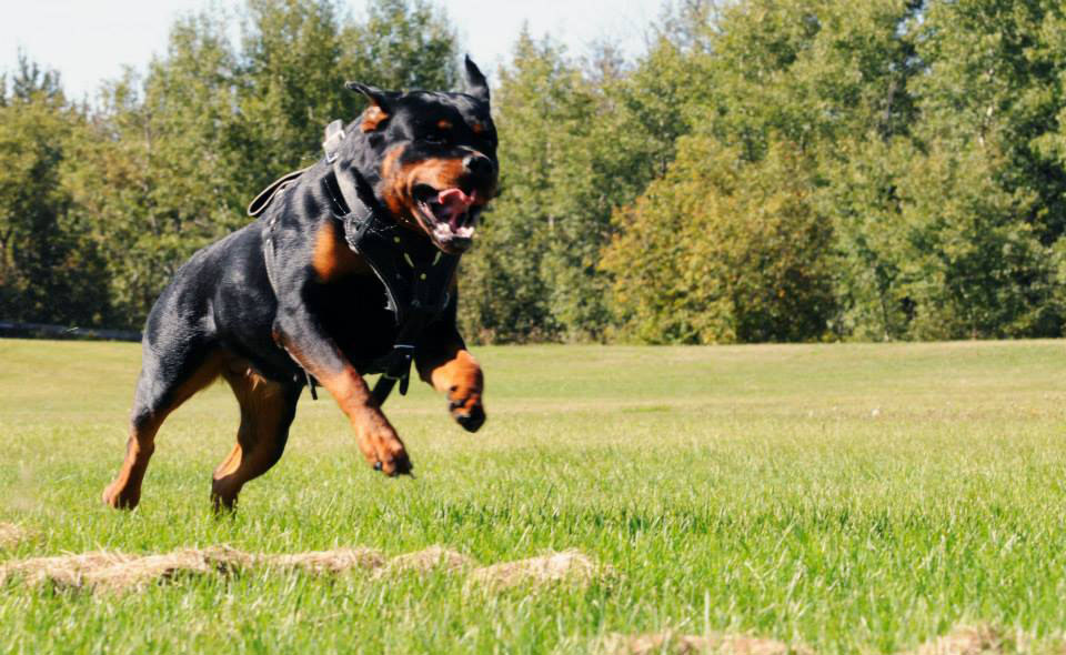 Schutznhund attack skills with a Rottweiler. Schutznhund attack skills with a Rottweiler.