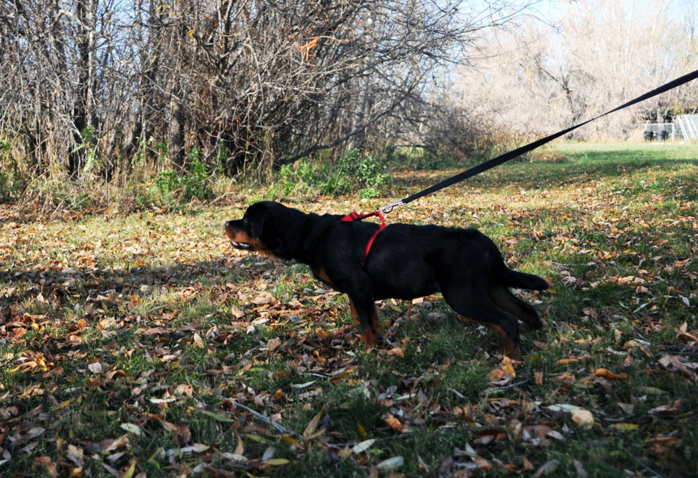 Search and rescue tracking with a Rottweiler. Search and rescue tracking with a Rottweiler.