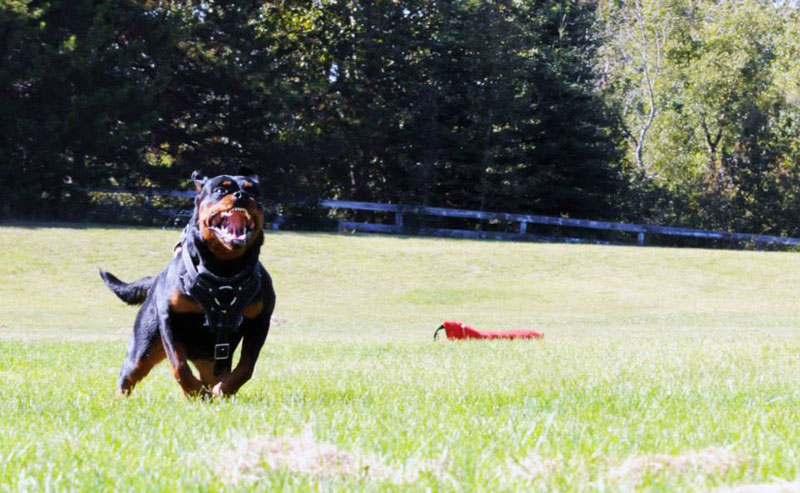 Security Dog training with a Rottweiler and bite sleeve. Security Dog training with a Rottweiler and bite sleeve.