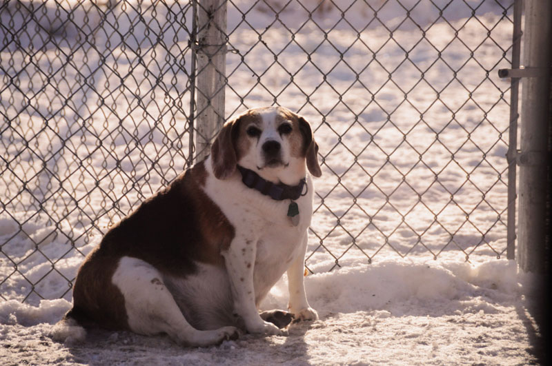 Senior beagle sat resting in the exercise yard. Senior beagle sat resting in the exercise yard.