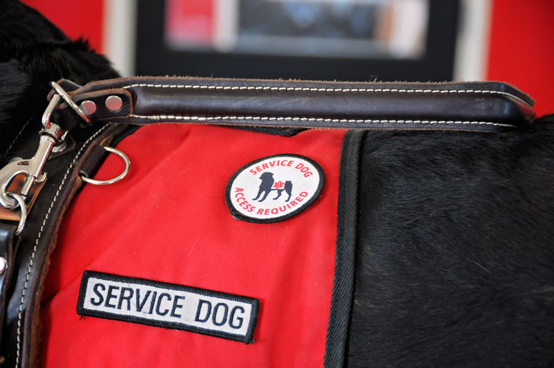 Service dog vest. Service dog vest.