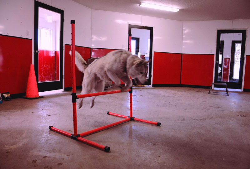 Siberian Husky boarding enrichment. Siberian Husky boarding enrichment.