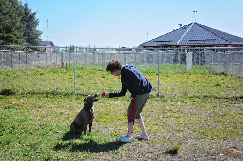 Silver Labrador Retriever focusing her high drive into a sit command for a ball reward. Silver Labrador Retriever focusing her high drive into a sit command for a ball reward.