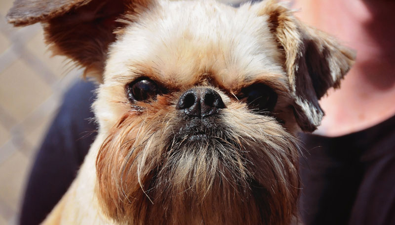 Small pooch at 780 Kennels Brussels Griffon 'Lenny'. Small pooch at 780 Kennels Brussels Griffon 'Lenny'.