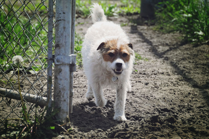 Small Wire Coat Jack Russell Terrier Dog at 780. Small Wire Coat Jack Russell Terrier Dog at 780.