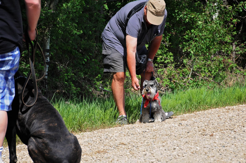 Some challenging dog behaviour during a down command. Some challenging dog behaviour during a down command.