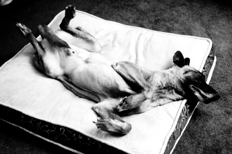 Specialized overnight dog care with Beau laying on his giant bed at 780. Specialized overnight dog care with Beau laying on his giant bed at 780.
