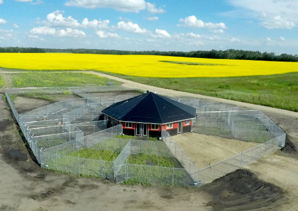 Summertime at 780 Kennels with canola harvesting. Summertime at 780 Kennels with canola harvesting.
