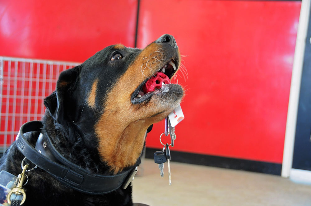 Support dog, Roxy, holding car keys in her mouth. Support dog, Roxy, holding car keys in her mouth.