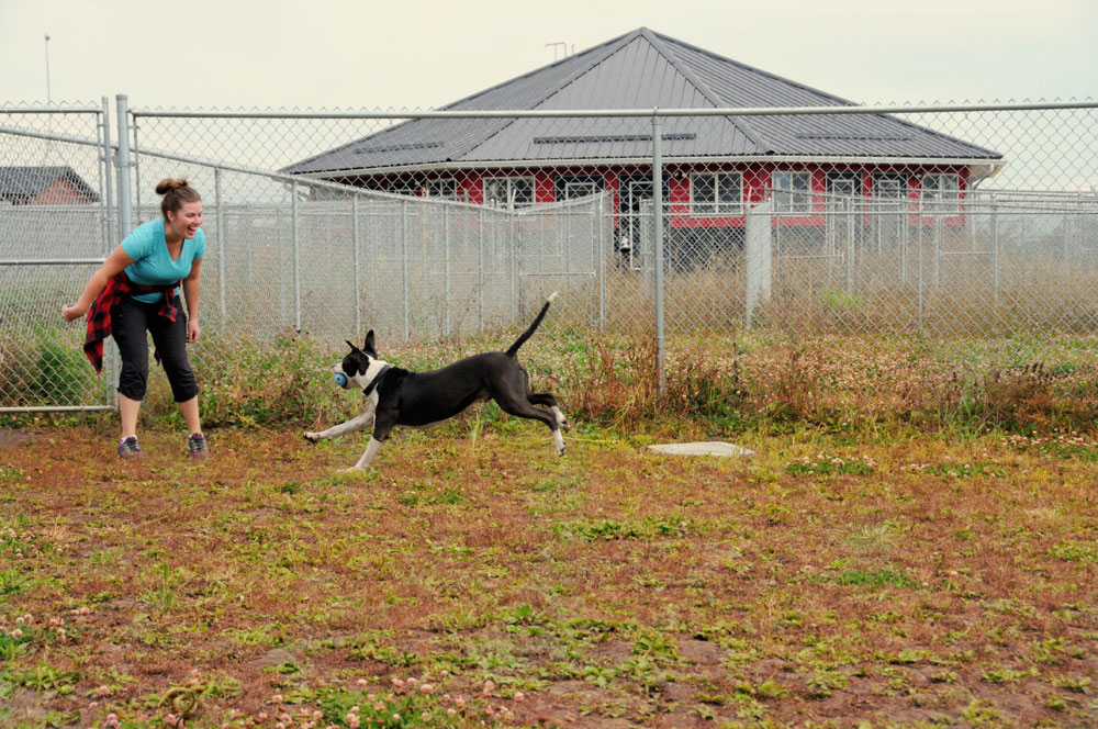 Teaching fetch skills with rescue Pit Bull Dexter in our fenced dog park. Teaching fetch skills with rescue Pit Bull Dexter in our fenced dog park.
