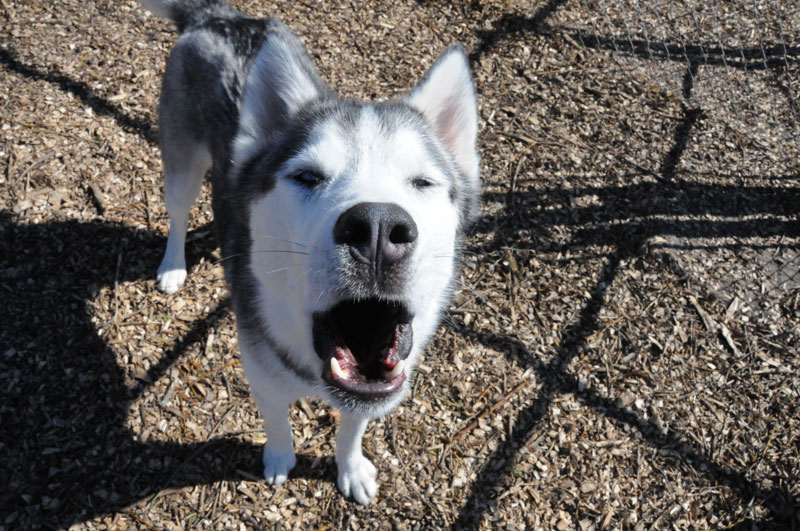 Verbal commands for bark & quiet lessons. Verbal commands for bark & quiet lessons.