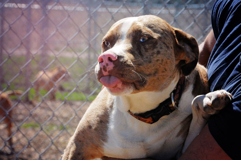 Very nervous puppy being handled. Very nervous puppy being handled.