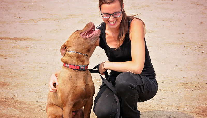 Bully-breed learning leash manners with a licensed kennel attendant.. Bully-breed learning leash manners with a licensed kennel attendant..