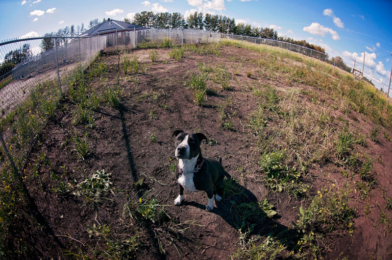 Working through being less obedient off leash with a Pit Bull. Working through being less obedient off leash with a Pit Bull.