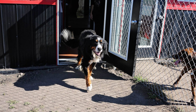XL canine boarding at 780's dog resort. XL canine boarding at 780's dog resort.