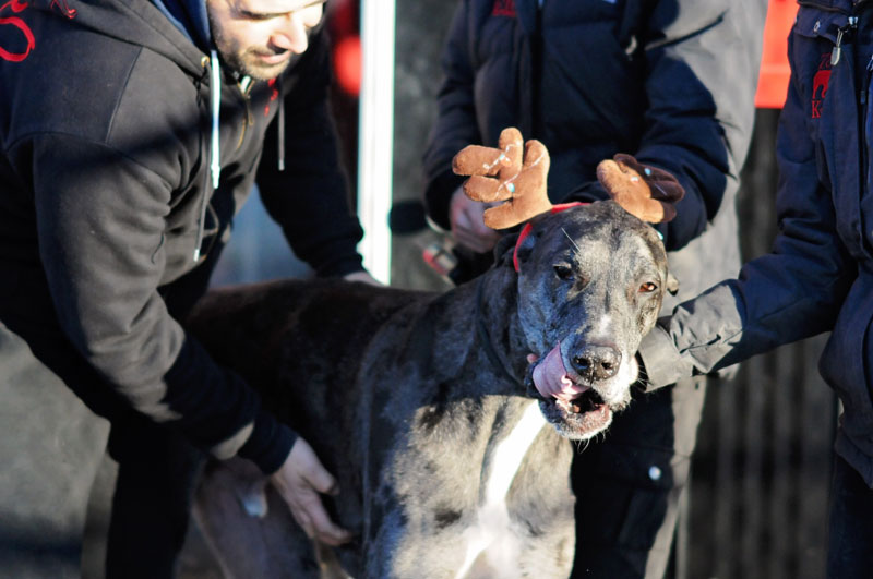 XL Great Dane Dog getting extra petting time. XL Great Dane Dog getting extra petting time.